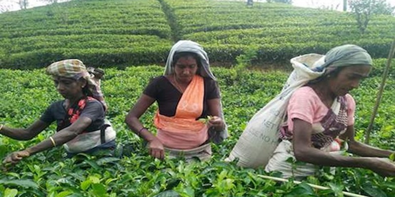Di Sri Lanka, Pertanian Organik Menjadi Sangat Krisis