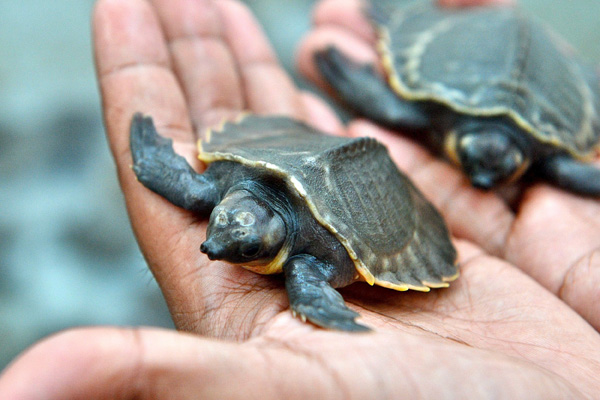 Meningkatnya Penyelundupan Kura-kura Di Sri Lanka